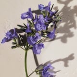 Chloé ATELIER DES FLEURS Hysope, Eau de Parfum